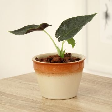 Alocasia Mayan mask - Oreille d'éléphant 