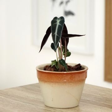 Alocasia Mayan mask - Oreille d'éléphant 