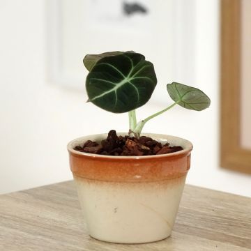 Alocasia Mayan mask - Oreille d'éléphant 