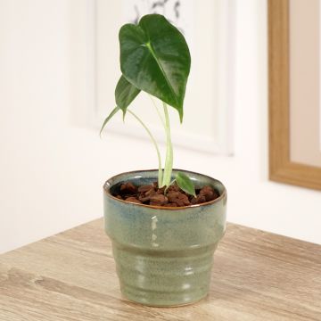 Alocasia Mayan mask - Oreille d'éléphant 