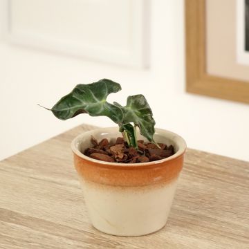 Alocasia Mayan mask - Oreille d'éléphant 