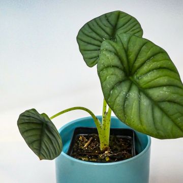 Alocasia Mayan mask - Oreille d'éléphant 