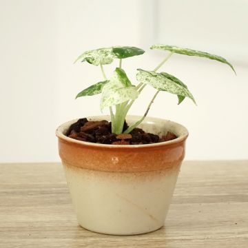 Alocasia Mayan mask - Oreille d'éléphant 