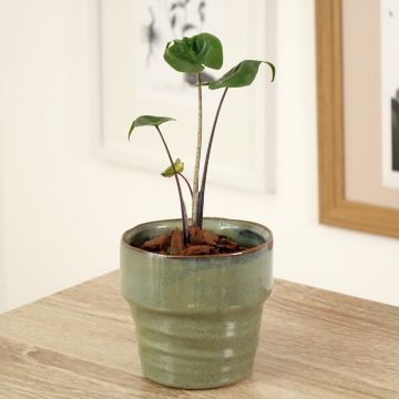 Alocasia Mayan mask - Oreille d'éléphant 