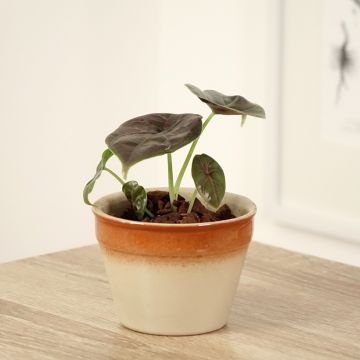 Alocasia azlanii - Oreille d'éléphant