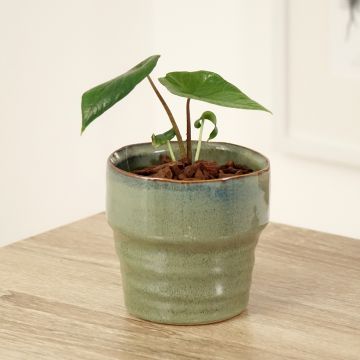 Alocasia Mayan mask - Oreille d'éléphant 