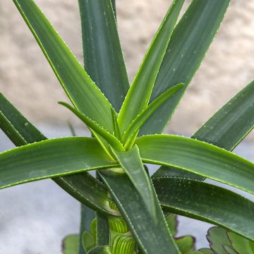 Aloe striatula ArticJungle - Aloès arbustif