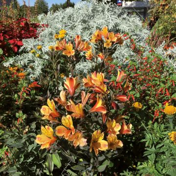 Alstroemeria Summer Breeze - Lis des Incas
