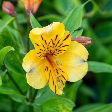 Alstroemeria hybride new yellow