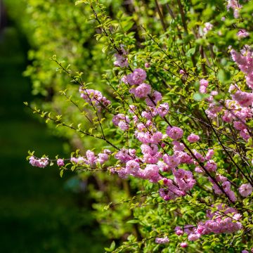 Amandier à fleurs - Prunus triloba