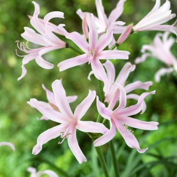 Nérine hybride - Amarine belladiva Anastasia