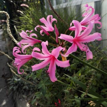 Nérine hybride - Amarine belladiva Anastasia