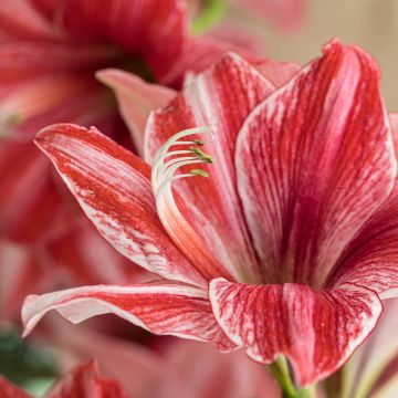 Amaryllis Pyjama Party - Hippeastrum nain rose-rouge strié de blanc.