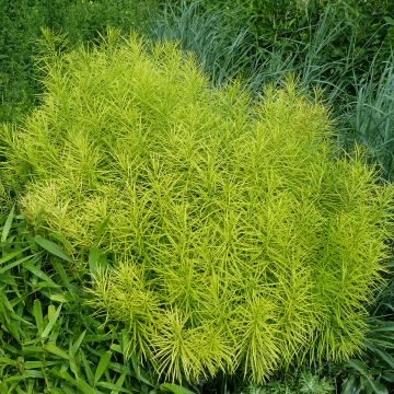 Amsonia hubrichtii - Amsonie de Hubricht