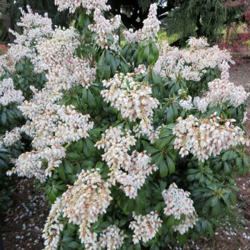 Pieris Debutante - Andromède du Japon