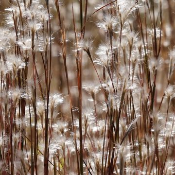 Andropogon ternarius - Barbon fendu (Splitbeard Bluestem)