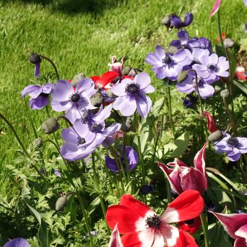 Anemone coronaria Mr Folker - Anémone de Caen  