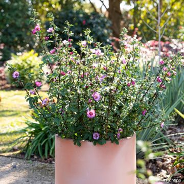 Anisodontea Lady in Pink
