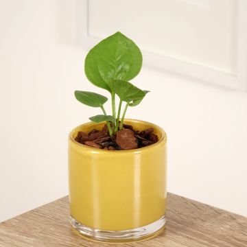 Anthurium jenmanii Green Jady