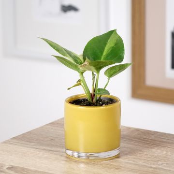 Anthurium Renaissance Variegata