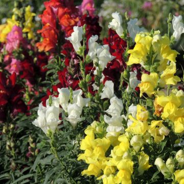 Graines de Muflier nain Rainbow en mélange - Antirrhinum majus