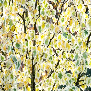 Arbre aux mouchoirs panaché - Davidia involucrata Lady Sunshine