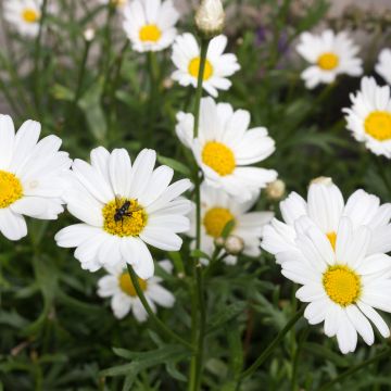 Anthémis Everest®  blanc - Argyranthemum frutescens