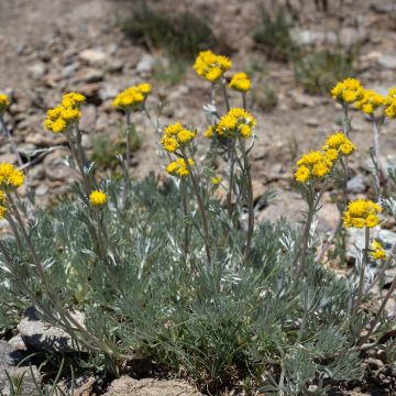 Armoise - Artemisia schmidtiana Nana