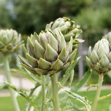 Artichaut Gros vert de Laon - Cynara scolymus 