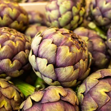 Artichaut Violet De Provence - Ferme de Ste Marthe
