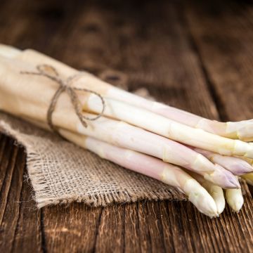 Asperges Emma - Asparagus officinalis