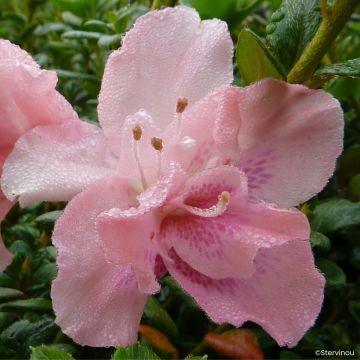 Azalée d'Inde Clotilde - Rhododendron hybride