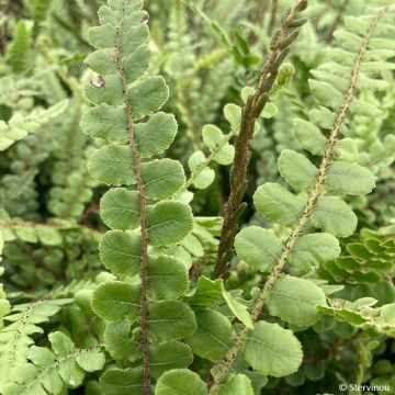 Blechnum chilense - Blechne du Chili
