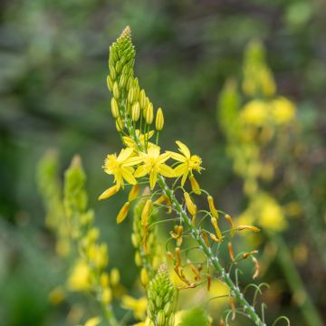 Bulbine frutescens Hallmarck 
