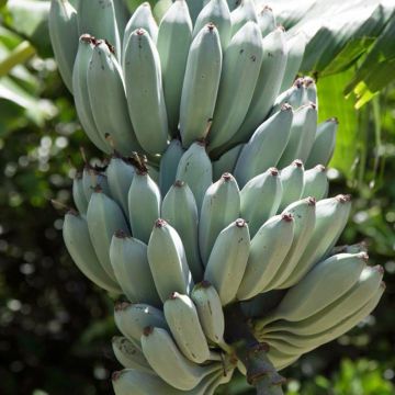 Bananier - Musa acuminata Ice Cream