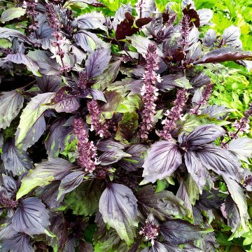 Basilic à l’odeur canelle Cinamonette