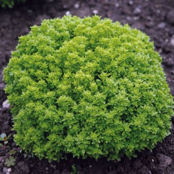 Basilic fin vert Bio - Ocimum basilicum 