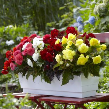 Begonia Grandiflora Picotee jaune rouge