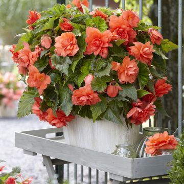 Begonia Pink Balcony - Begonia  retombant