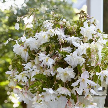 Begonia Pink Balcony - Begonia  retombant