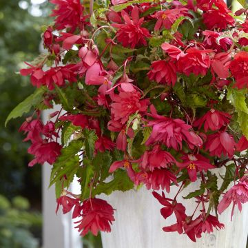 Begonia Pink Balcony - Begonia  retombant