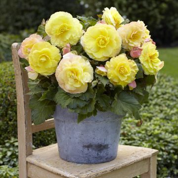 Begonia Grandiflora Rouge