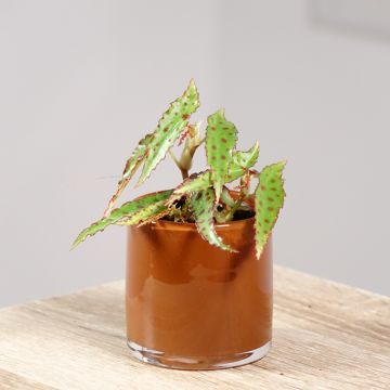 Begonia amphioxus - Bégonia d'intérieur