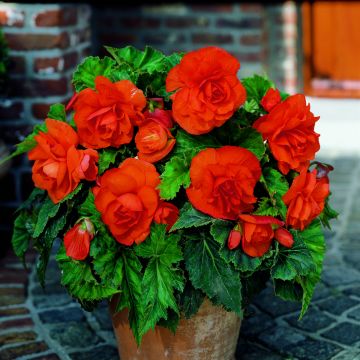 Begonia Grandiflora Jaune