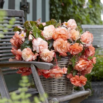 Begonia Pink Balcony - Begonia  retombant