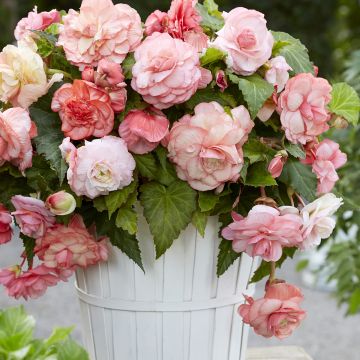 Begonia Pink Balcony - Begonia  retombant