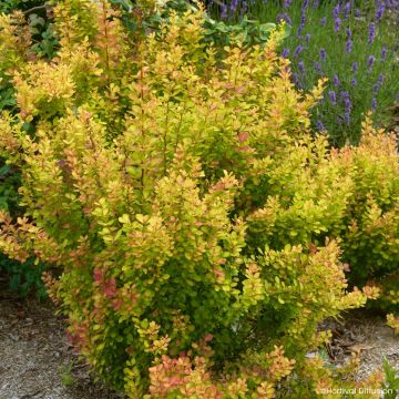 Berberis thunbergii Golden Rocket - Epine-vinette 