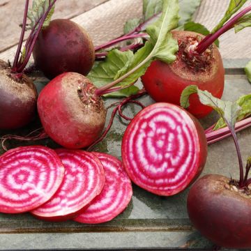 Betterave rouge Chioggia