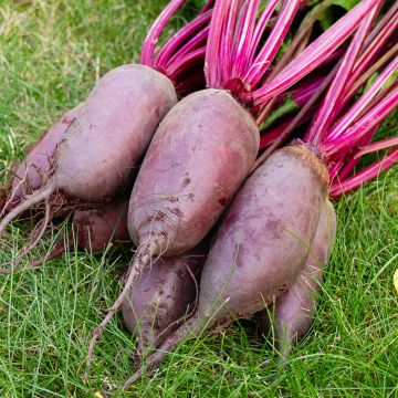 Betterave Cylindra