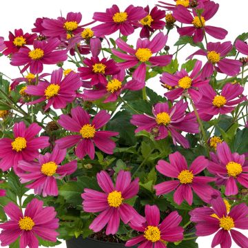 Bidens Beedance Painted Yellow - Bidens hybride.